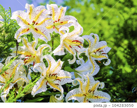 山ゆり満開 104283050