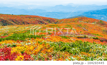 秋の栗駒山登山(中央コース):神の絨毯 秋の栗駒山登山(中央コース):神の絨毯 104283445