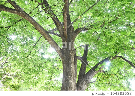 シナノキの葉と実・樹皮の繊維は古代布（シナ布）の材料 104283658