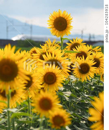 新幹線とひまわり 新幹線とひまわり 104283918