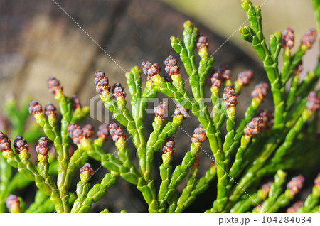 ヒノキの雌花と雄花 ヒノキの雌花と雄花 104284034