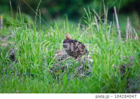 田んぼや畑で見られる美しい身近な野鳥、キジ 104284047