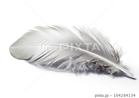 Image of chicken feather on white background. Farm animals. Illustration. Generative AI. 104284134