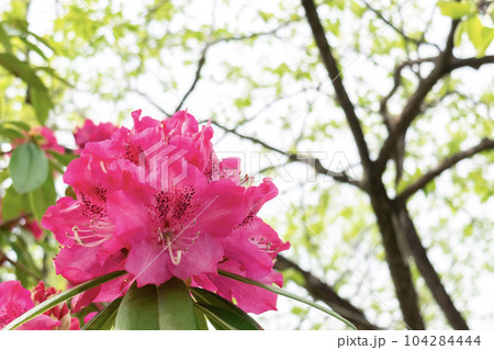 赤いシャクナゲの花 赤いシャクナゲの花 104284444