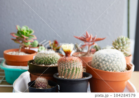 多肉植物の栽培（初夏） 104284579
