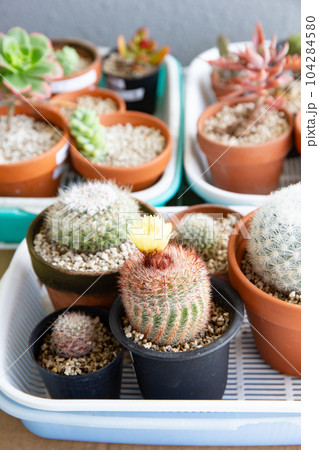 多肉植物の栽培（初夏） 104284580