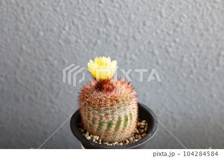 サボテン・ベニコマチの開花 104284584