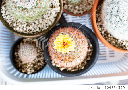 サボテン・ベニコマチの開花 サボテン・ベニコマチの開花 104284590