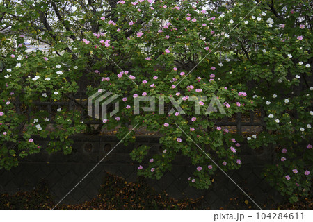 星のような奇麗な芙蓉の花 104284611
