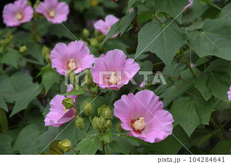 奇麗なピンク色の芙蓉 奇麗なピンク色の芙蓉 104284641