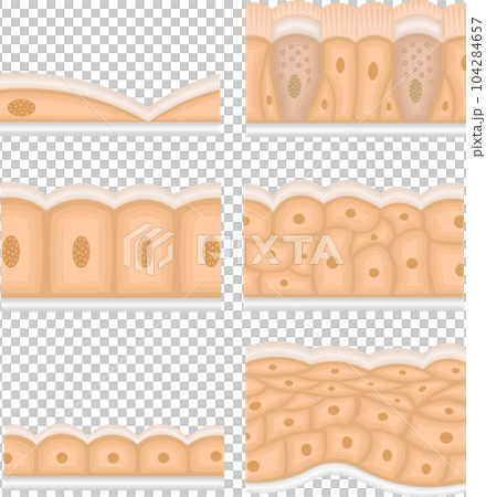 Epithelial tissue illustration single Epithelial tissue illustration single 104284657