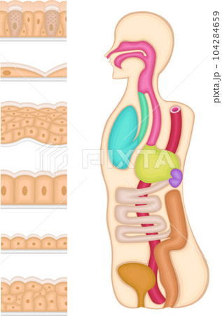 上皮組織 イラスト 上皮組織 イラスト 104284659
