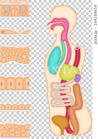 上皮組織 イラスト 上皮組織 イラスト 104284659