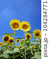 ヒマワリ 104284771