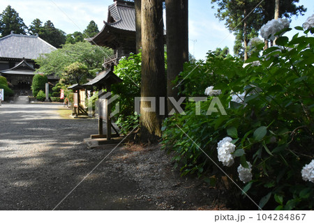 千葉県香取郡多古町 日本寺の紫陽花 千葉県香取郡多古町 日本寺の紫陽花 104284867