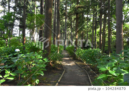 千葉県香取郡多古町 日本寺の紫陽花 千葉県香取郡多古町 日本寺の紫陽花 104284870