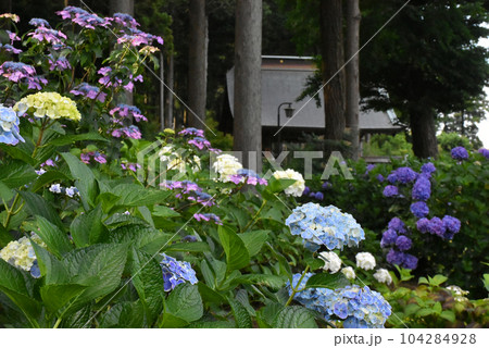 千葉県香取郡多古町 日本寺の紫陽花 104284928