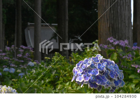 千葉県香取郡多古町 日本寺の紫陽花 千葉県香取郡多古町 日本寺の紫陽花 104284930