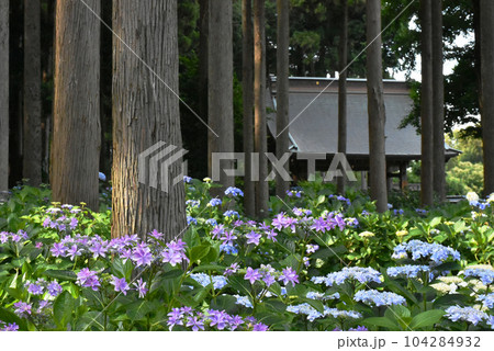 千葉県香取郡多古町 日本寺の紫陽花 104284932