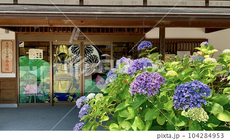 満開の紫陽花と「どうする家康」大河ドラマ館券売所入口扉に描かれたガラス絵〈岡崎城公園/愛知県岡崎市〉 満開の紫陽花と「どうする家康」大河ドラマ館券売所入口扉に描かれたガラス絵〈岡崎城公園/愛知県岡崎市〉 104284953