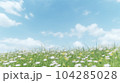 一面にカモマイルが咲く草原と青空 104285028
