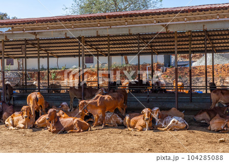 Group of relax cows at the indian farm. Portrait of young cow looking at camera Group of relax cows at the indian farm. Portrait of young cow looking at camera 104285088