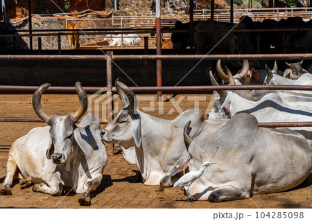 Group of relax cows at the indian farm. Portrait of young cow looking at camera 104285098