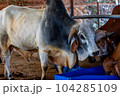 Portrait of indian bull 104285109