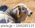Portrait of indian bull 104285115