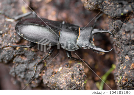 夏休み自由研究　クワガタ虫 104285190