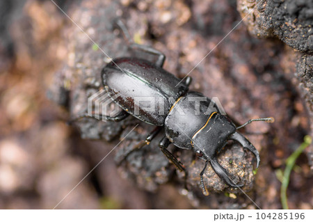 夏休み自由研究　クワガタ虫 104285196