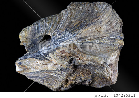 Fossilized colonial sponge (Genus Chaetetes) 104285311