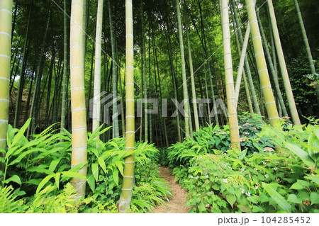 山奥に茂る初夏の竹林 山奥に茂る初夏の竹林 104285452