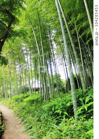 山奥に茂る初夏の竹林 山奥に茂る初夏の竹林 104285453