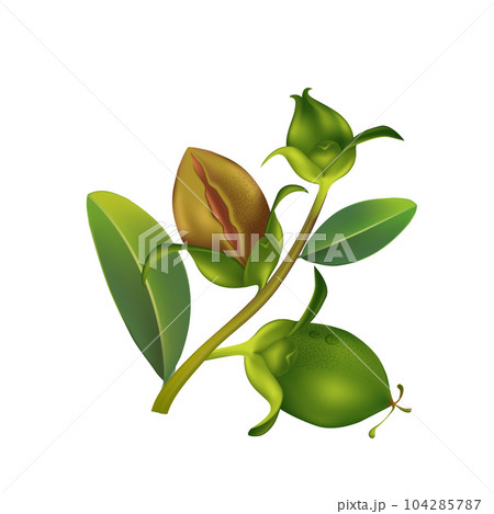 ojoba natural skin care cosmetic illustration	 104285787