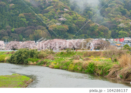 平塚の金目川の桜のある景色 平塚の金目川の桜のある景色 104286137