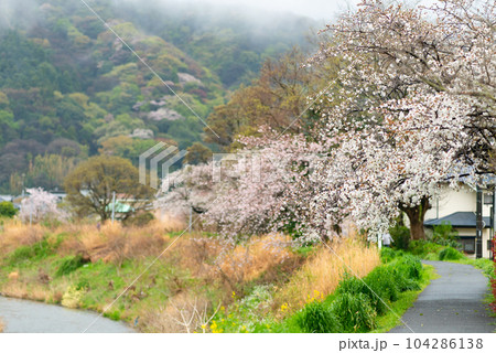 平塚の花水川沿いのサイクリングロードの桜並木 平塚の花水川沿いのサイクリングロードの桜並木 104286138