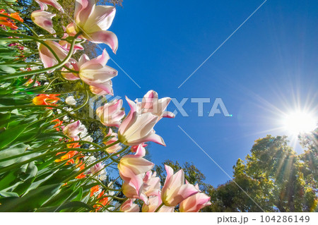 青空に向かって咲くたくさんのチューリップ 青空に向かって咲くたくさんのチューリップ 104286149