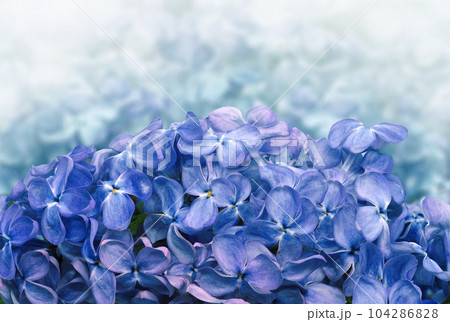 Floral  blue  spring background. Lilac flower petals. Close-up. Nature 104286828