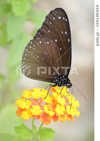 吸蜜するツマムラサキマダラ 吸蜜するツマムラサキマダラ 104286864