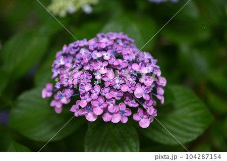 もりやま芦刈園 104287154