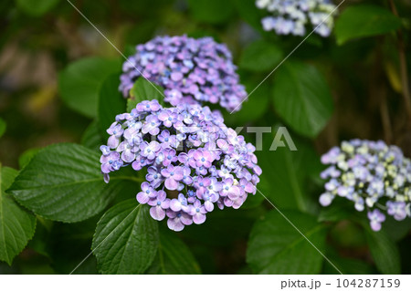 もりやま芦刈園 104287159