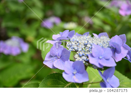 もりやま芦刈園 もりやま芦刈園 104287175