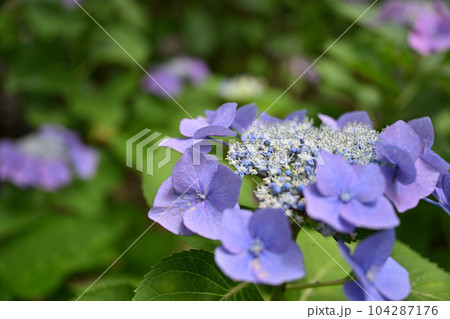 もりやま芦刈園 もりやま芦刈園 104287176