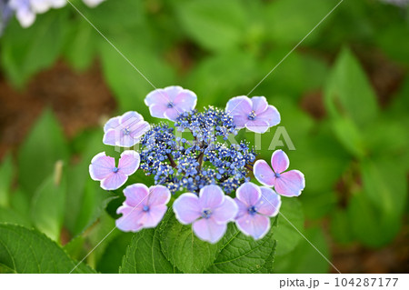 もりやま芦刈園 104287177