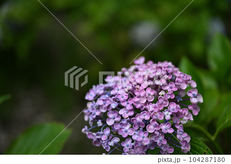 もりやま芦刈園 もりやま芦刈園 104287180