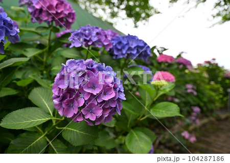 もりやま芦刈園 もりやま芦刈園 104287186