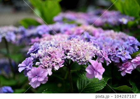 もりやま芦刈園 104287187