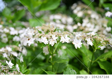 もりやま芦刈園 もりやま芦刈園 104287188