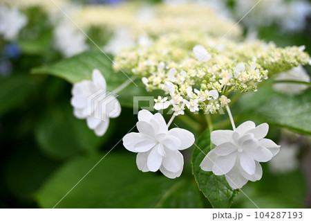 もりやま芦刈園 もりやま芦刈園 104287193